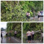 Sinergi TNI-Polri dan Tim Gabungan Evakuasi Pohon Tumbang di Tanjakan Tarahan, Jalur Lalu Lintas Kembali Normal